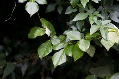 Rhoicissus rhomboidea
