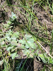 Helichrysum appendiculatum
