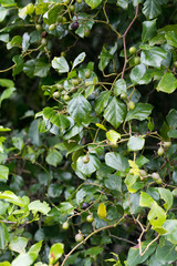 Rhoicissus rhomboidea