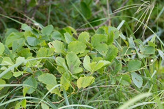 Rhoicissus tridentata