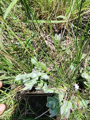 Helichrysum appendiculatum