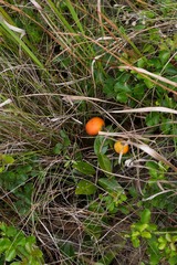 Salacia kraussii