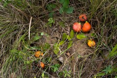 Salacia kraussii