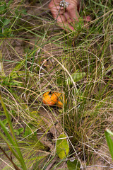 Salacia kraussii