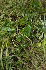 Salacia kraussii