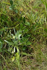 Salacia kraussii