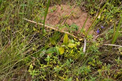 Salacia kraussii