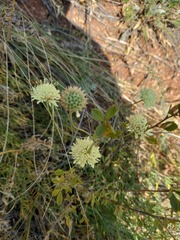 Cephalaria uralensis