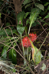 Scadoxus multiflorus katharinae