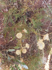 Cephalaria uralensis