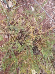 Cephalaria uralensis