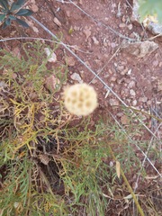 Cephalaria uralensis