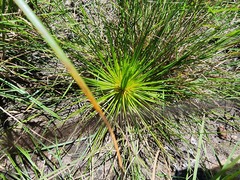 Psammotropha