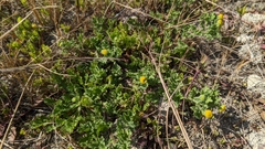 Grangea maderaspatana