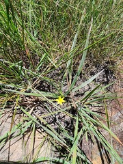 Hypoxis argentea sericea