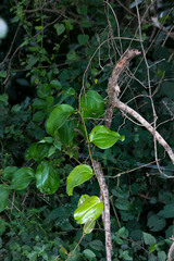 Smilax anceps