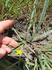 Hypoxis argentea sericea
