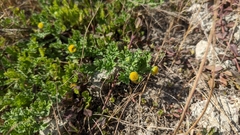 Grangea maderaspatana