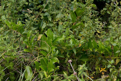 Smilax anceps