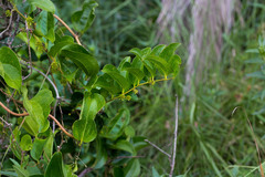 Smilax anceps