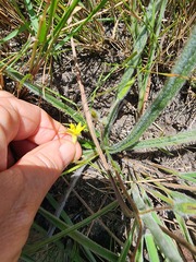 Hypoxis argentea sericea