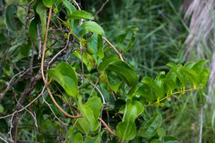 Smilax anceps