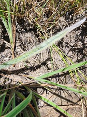 Hypoxis argentea sericea