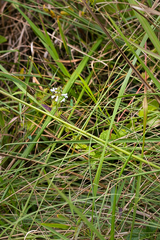 Stachys nigricans