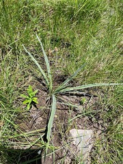 Hypoxis argentea sericea