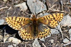Boloria freija