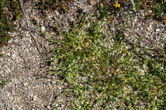 Pectocarya penicillata