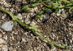 Pectocarya penicillata