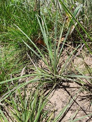 Hypoxis argentea sericea