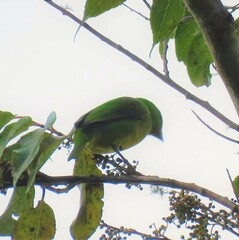 Chlorophonia occipitalis