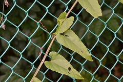 Cissus hastata