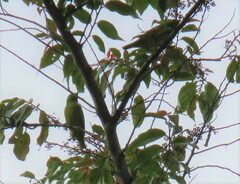 Chlorophonia occipitalis