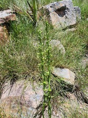 Habenaria filicornis