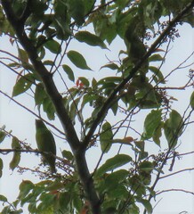 Chlorophonia occipitalis