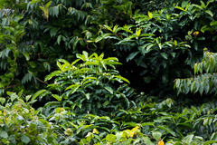 Tabernaemontana ventricosa