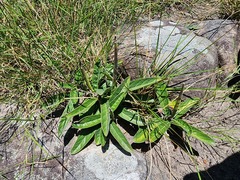 Brachystelma barberae