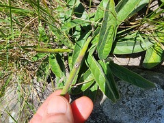 Brachystelma barberae