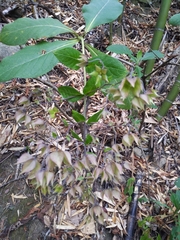 Trichodesma calycosum
