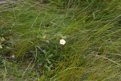 Thunbergia atriplicifolia