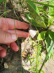 Brachystelma barberae