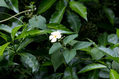 Thunbergia dregeana