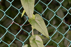 Cissus hastata