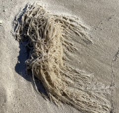 Amathia verticillata