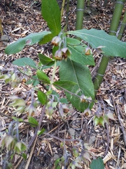 Trichodesma calycosum