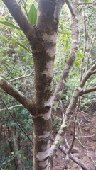 Myrsine seguinii
