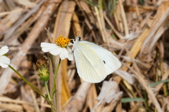 Pieris rapae crucivora